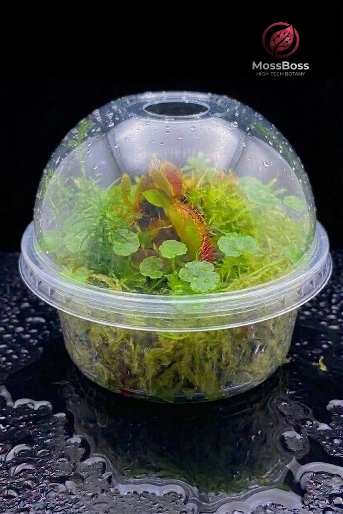 Bogarium Cápsules Moss Closed Terrarium with Carnivorous Plants Venus Flytrap Dionaea Muscipula, Green natural Living Sphagnum Moss, Hydrocotyle Vulgaris mini bog MossBoss 