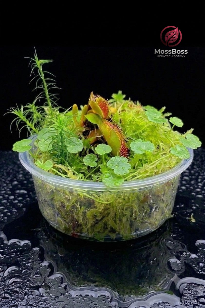 Bogarium Cápsules mini bog Terrarium with Carnivorous Plants Venus Flytrap Dionaea Muscipula,Fresh natural Green Live Sphagnum Moss, Hydrocotyle Vulgaris biotope MossBoss 